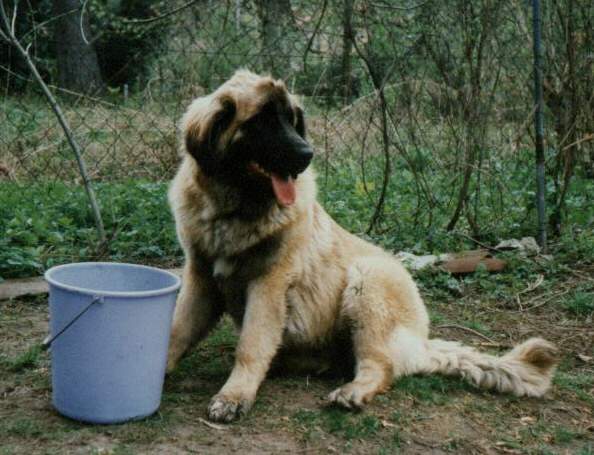 Mgus - Sissy-Haus Leonberger