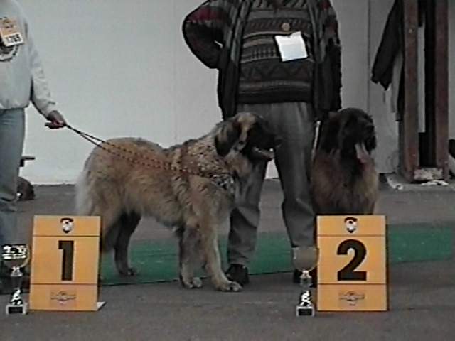 Mgus - Sissy-Haus Leonberger