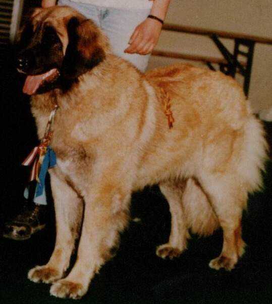 Mgus - Sissy-Haus Leonberger