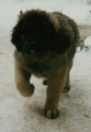 Mgus - Sissy-Haus Leonberger