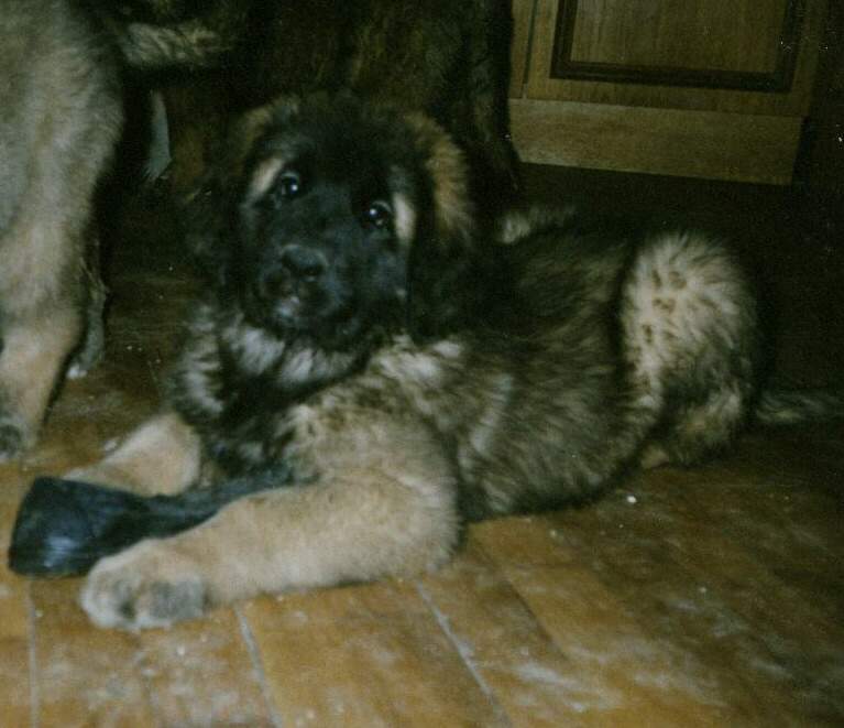 Mgus - Sissy-Haus Leonberger