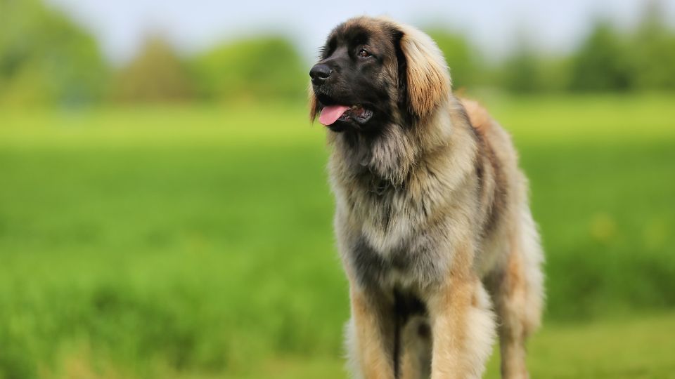Leonbergi megjelenese kulleme